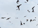 FZ021783 Red kites (Milvus milvus).jpg